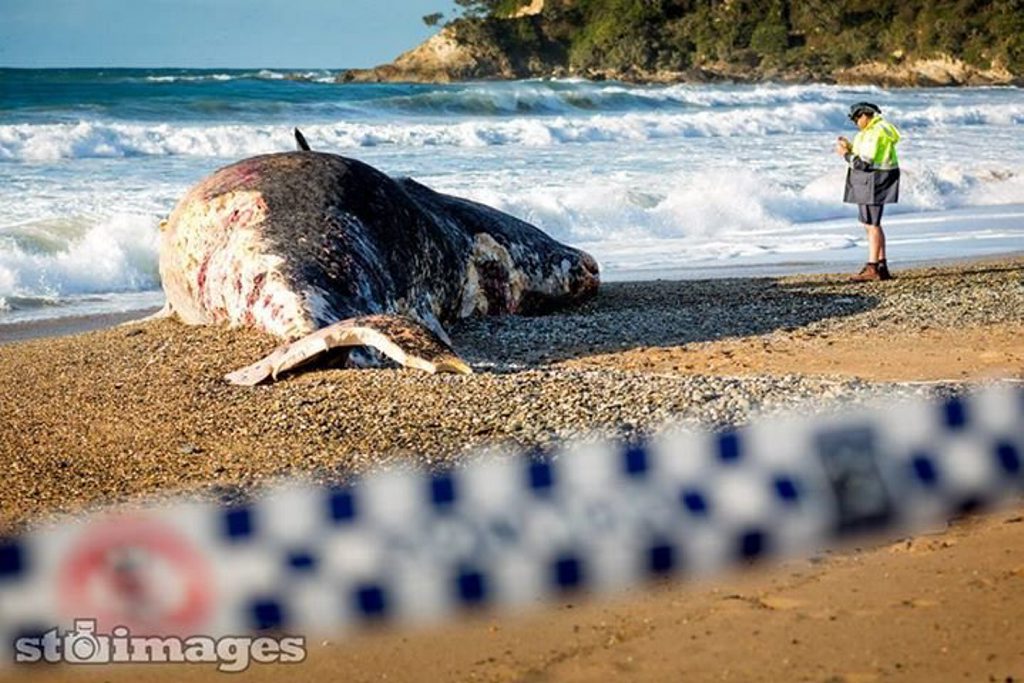 STSURF IMAGES: Sad to see decent sized whale has washed up on a #coffscoast beach this morning. Whale gurus are saying that its only a juvenile as well (still pretty big).... it had some large bites marks out of it too... I wouldn't be surfing anywhere near Sapphire Beach this weekend Swellnet STSURF IMAGES: Sad to see decent sized whale has washed up on a #coffscoast beach this morning. Whale gurus are saying that its only a juvenile as well (still pretty big).... it had some large bites marks out of it too... I wouldn't be surfing anywhere near Sapphire Beach this weekend Swellnet
